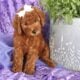 sweet Little Mini Golden doodle Girly