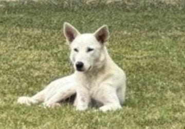 Rehome Female white German Shepard for free