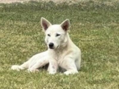 Rehome Female white German Shepard for free