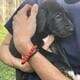 Great Dane Puppies