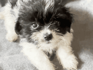 Diva – Small and Sweet Female ShiChi Puppy