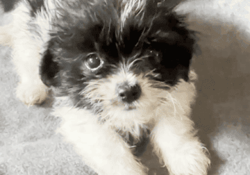 Diva – Small and Sweet Female ShiChi Puppy