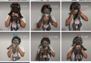 Cane corso mix pups