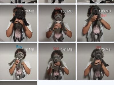 Cane corso mix pups