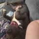 Rehoming Dog