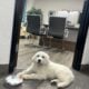 Great Pyrenees/ Italian Maremma Sheepdog Puppies f