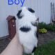 Shihtzu boys and girls all black and white