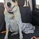 Zoie needs a home