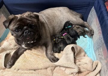 Pug Puppies!