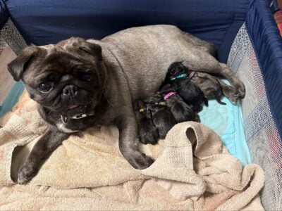 Pug Puppies!