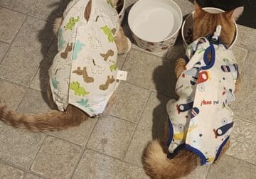 Two Kitties