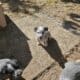 Queensland Heeler Pups!