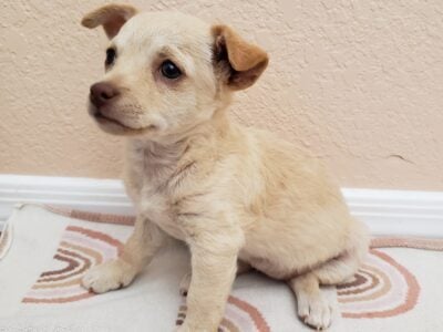 8 Week Old Pups