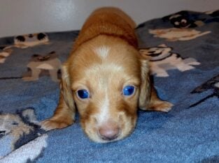 Goldilocks Unique Mini Weenies (Dachshund puppy)