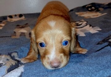 Goldilocks Unique Mini Weenies (Dachshund puppy)