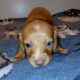 Goldilocks Unique Mini Weenies (Dachshund puppy)