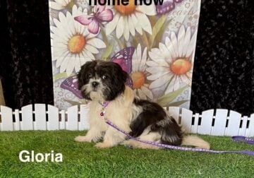 Gloria