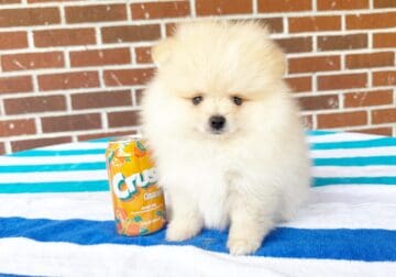 CKC Pomeranian NOODLES