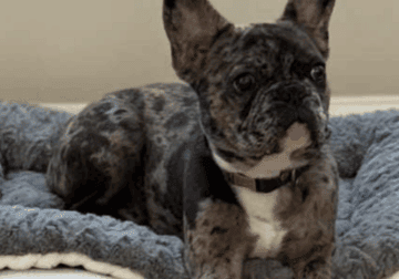 French puppy