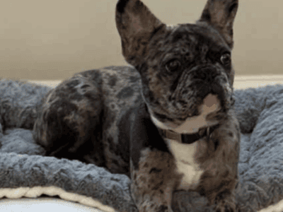 French puppy