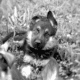Amarillo – German Shepherd Dog puppy