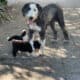 Old English Sheepdog