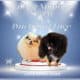 Akc Show Quality Boy Pomeranian