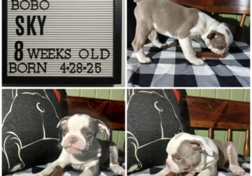 Sky Male IOEBA Registered Olde English Bulldogge