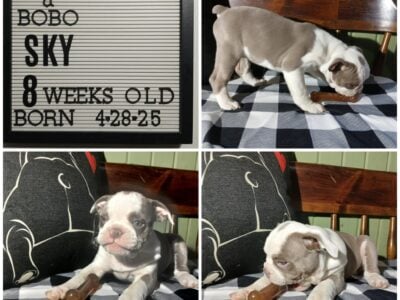 Sky Male IOEBA Registered Olde English Bulldogge