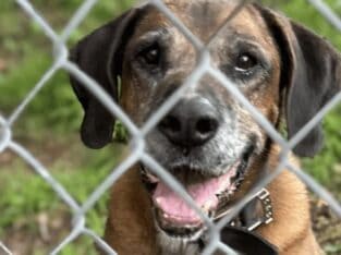 Free loyal adult friendly companion