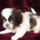 7 week pekingese