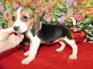 Chicago Beagle Babies. Great with Kids!!!