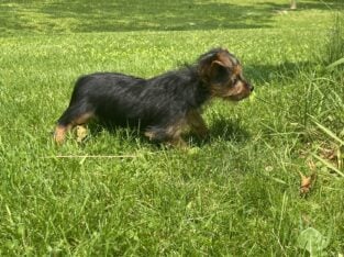 Meet Maggie!