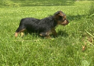 Meet Maggie!
