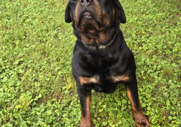 2 1/2 year old Male Rottweiler