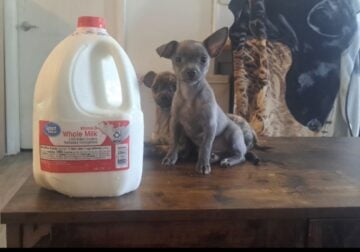 Teacup chihuahua
