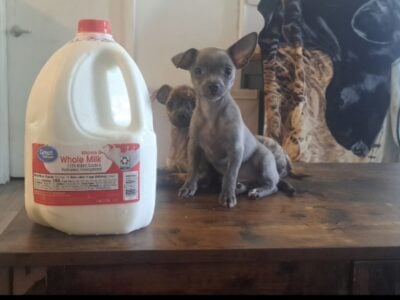 Teacup chihuahua
