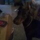 14 Month old Doberman