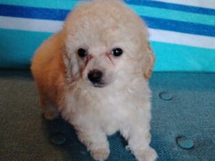 toy poodles males