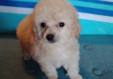 toy poodles males