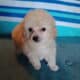toy poodles males