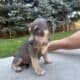 Triple Registered American Bully Puppies