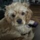 18 month old American Cocker Spaniel for sell