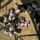 BEAGLE PUPS
