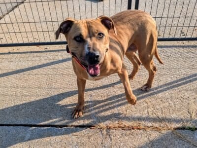 FEMALE PIT MIX (QUAINT)