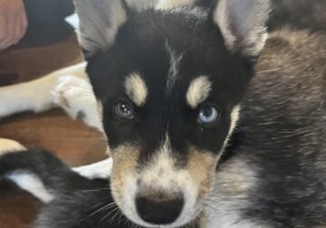 Husky puppies