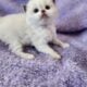 Ragdoll Kitties