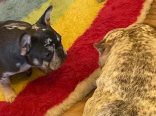 French bulldog