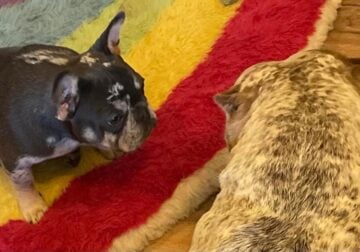 French bulldog