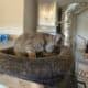 Two sweet female kittens, 8 wk old.